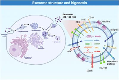 The role of mesenchymal stem cells derived exosomes as a novel nanobiotechnology target in the diagnosis and treatment of cancer